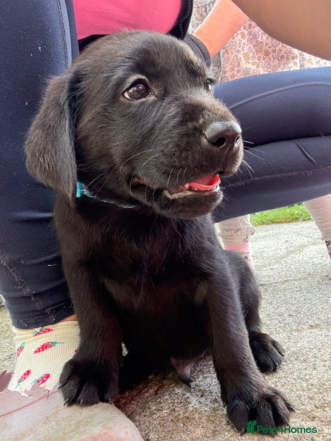 Labrador Retriever dogs for sale: ⭐️READY TO GO NEXT WEEK⭐️KC Reg Labrador Puppies  - Image 23