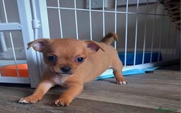 Mixed Breed dogs for sale: Chihuahua x jack russell puppies  - Image 2