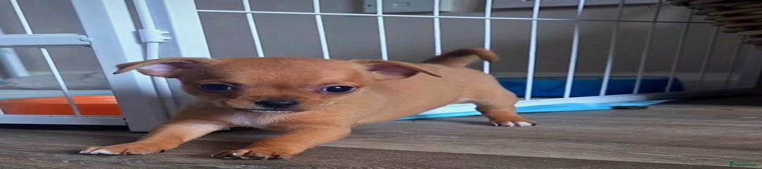 Mixed Breed Puppy 2