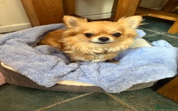 Chihuahua dogs for sale: KC Champion Lines Miniature Chihuahua Puppies - Image 27