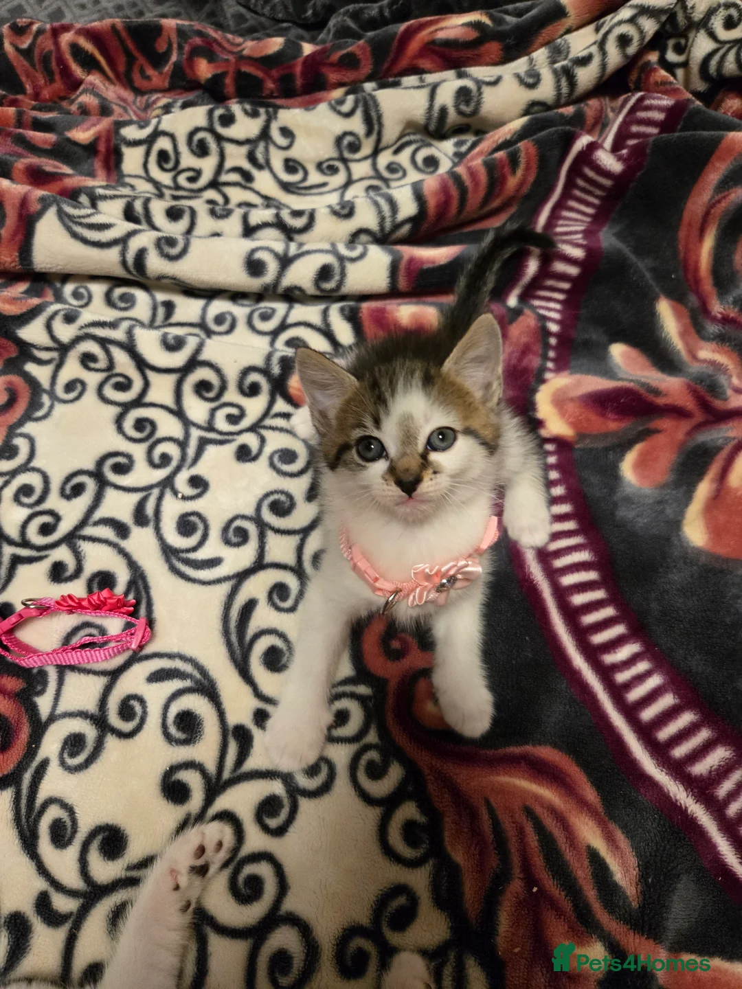 Mixed Breed cats for sale: Kittens Looking for Loving Homes  - Advert 2