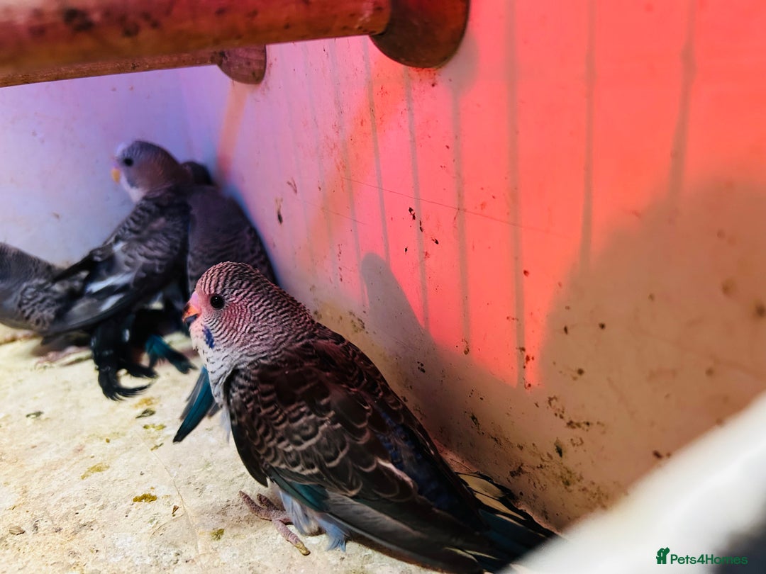 Budgerigars birds for sale: Black face, Black wing, splits, hogoromo budgies  - Advert 9