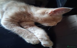 Mixed Breed cats for sale: Charming Cheeky Chunky  Bengal X Kittens. - Image 19