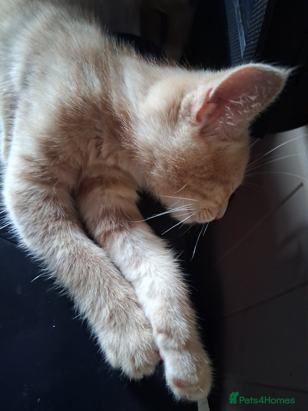Mixed Breed cats for sale: Charming Cheeky Chunky  Bengal X Kittens. - Image 19
