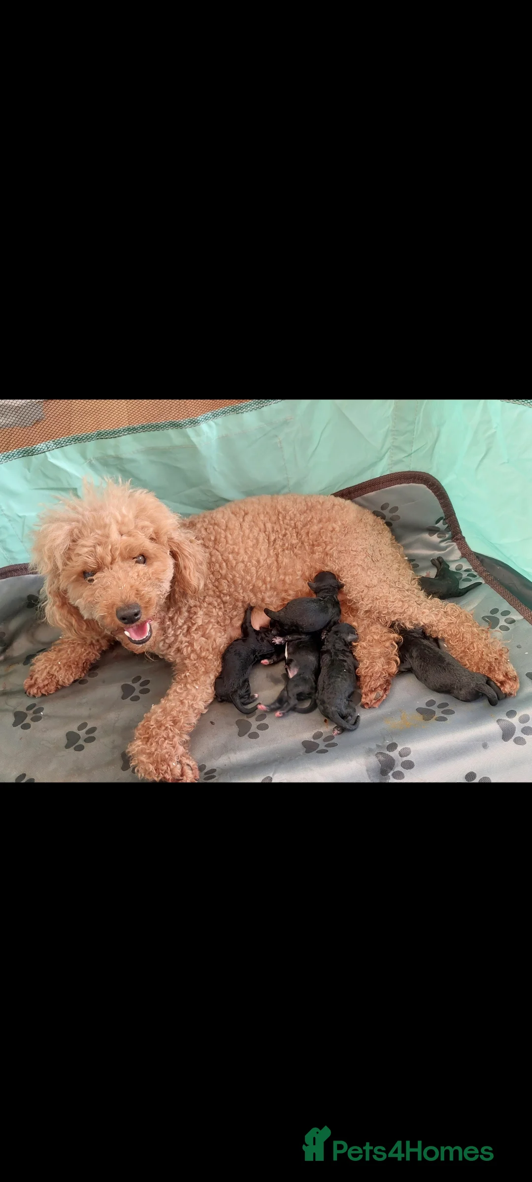 Toy Poodle dogs for sale: Beautiful toy poodle pups - Advert 13