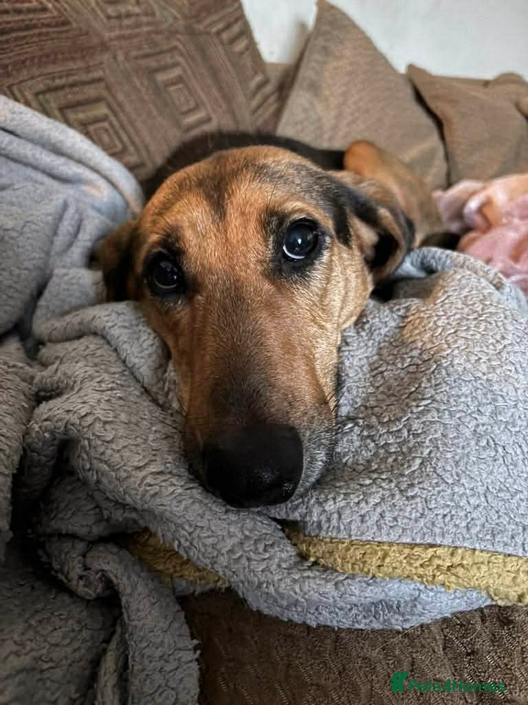 Mixed Breed dogs Bonnie is a beautiful 4.5 year old Jura - Advert 3