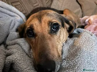 Mixed Breed dogs Bonnie is a beautiful 4.5 year old Jura - Advert 3