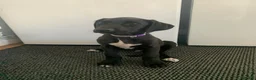 Lurcher dogs for sale: Deerhound/Alaunt  X  Poodle/Saluki puppies  - Advert 13