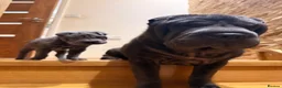 Shar Pei dogs for sale: Two beautiful Blue Shar Pei puppies (Male) - Advert 8