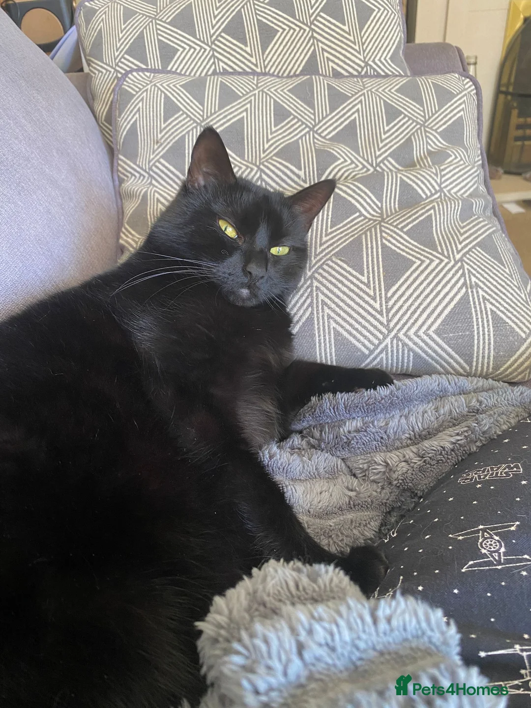 Domestic Shorthair cats for sale: Miss mac - Advert 2
