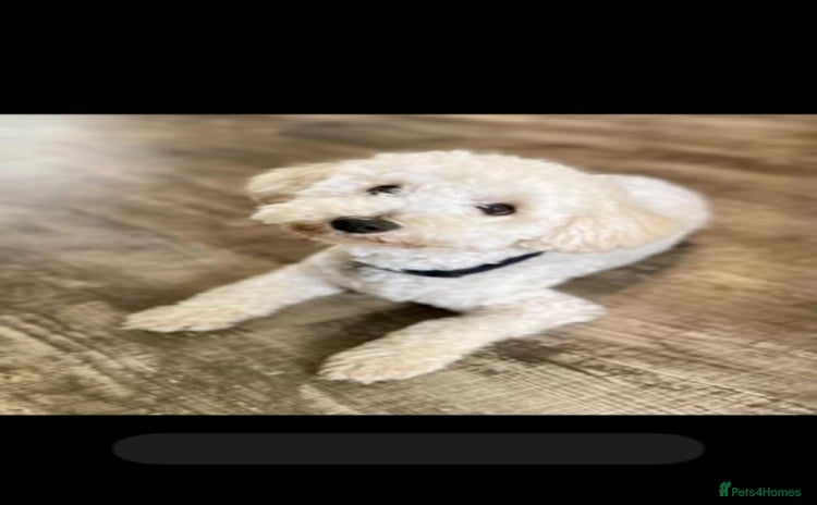 Cavapoo dogs - Advert 2