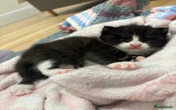 Mixed Breed cats for sale: Gorgeous little boy  - Image 7