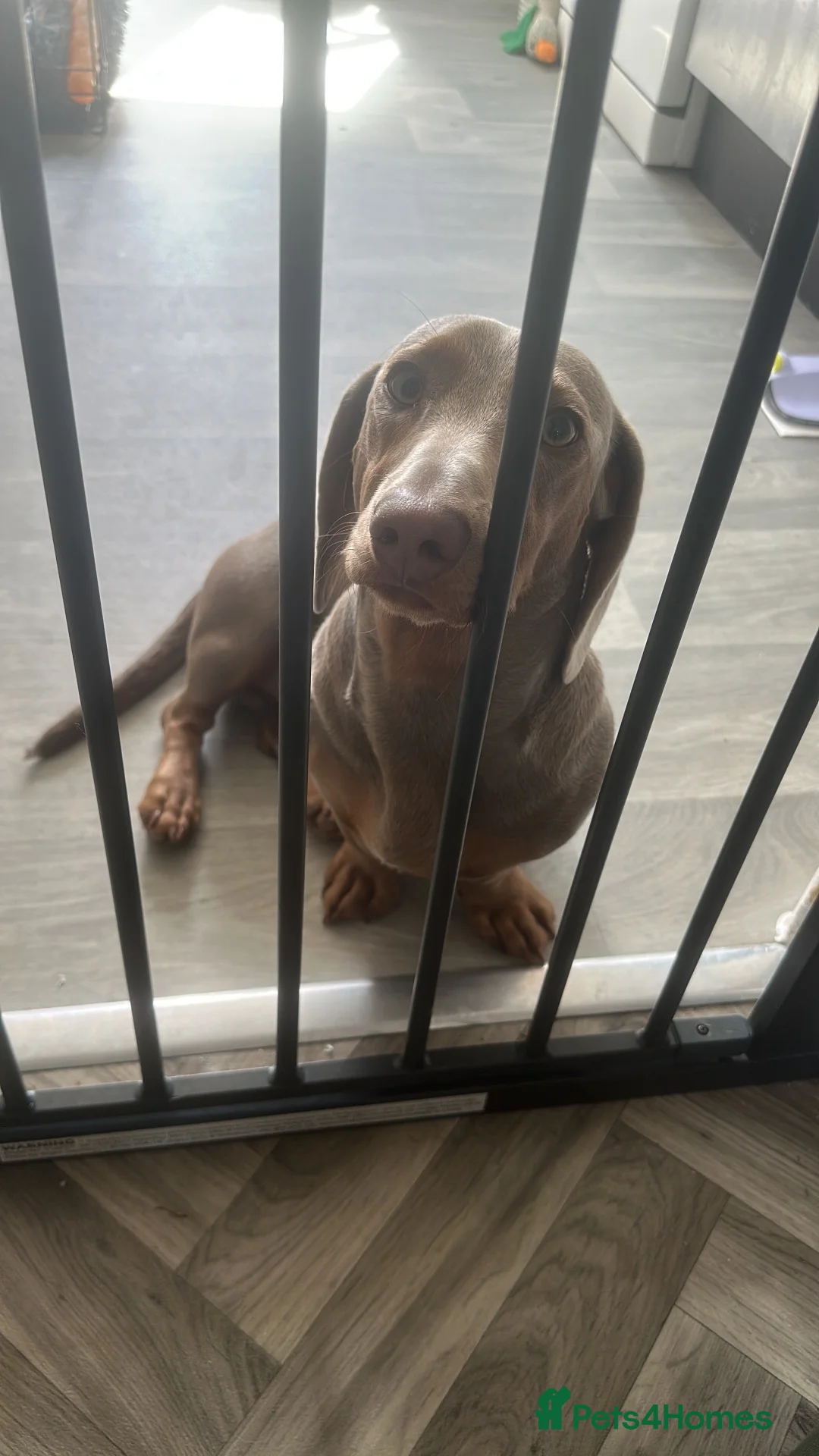 Dachshund dogs for sale: Harry in Malvern - Advert 2