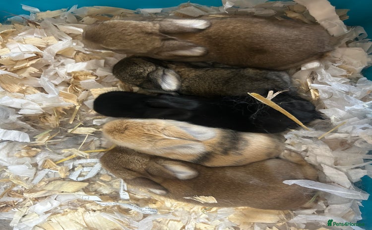 Mini Lop rabbits in Taunton - Advert 15