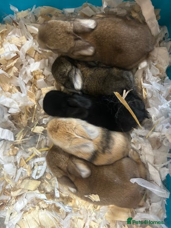 Mini Lop rabbits in Taunton - Advert 9
