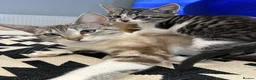 Mixed Breed cats for sale: 2 beautiful mixed-breed kittens left - Advert 1