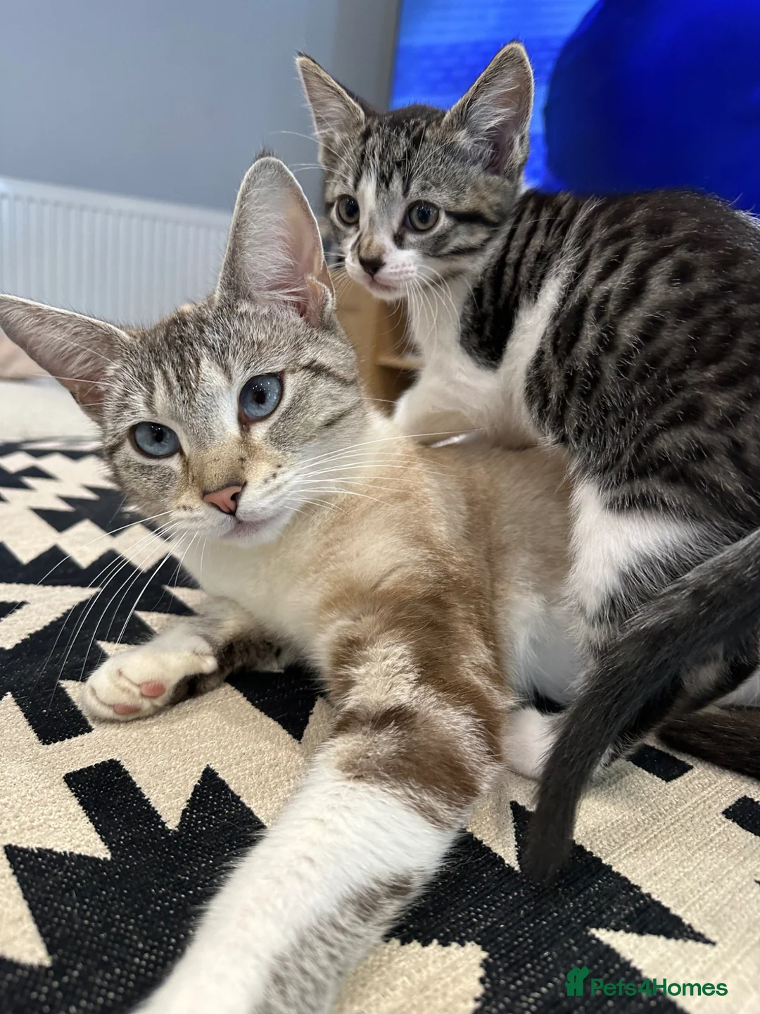 Mixed Breed cats for sale: 2 beautiful mixed-breed kittens left - Advert 1