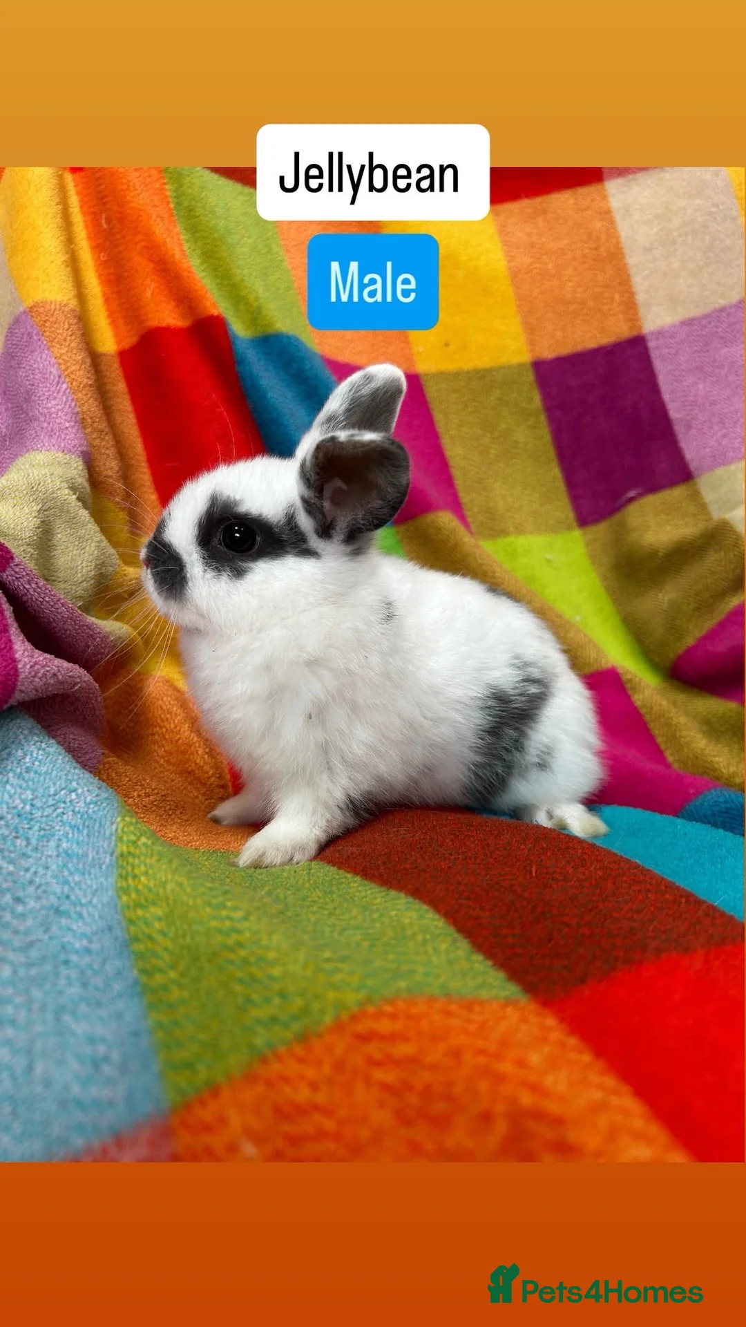 Mixed Breed rabbits for sale:  8 Weeks Old Mixed Bred Baby Rabbits.  - Advert 2