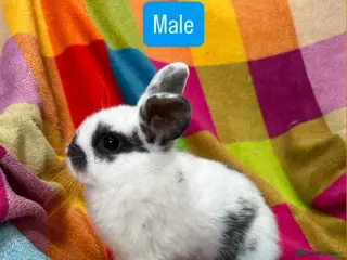 Mixed Breed rabbits 8 Weeks Old Mixed Bred Baby Rabbits. - Advert 1