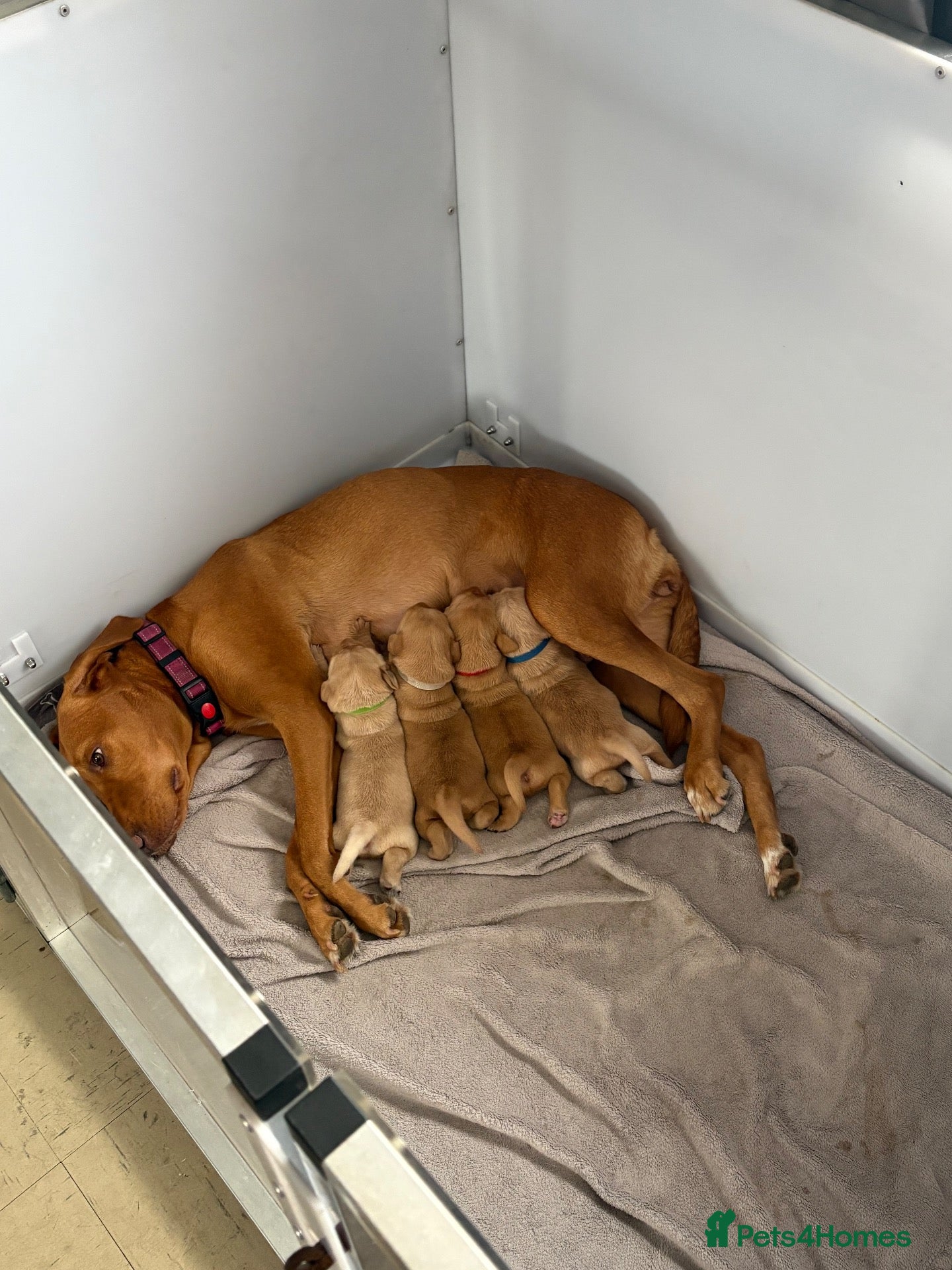 Labrador Retriever dogs 3 Adorable Labrador puppies all female  - Advert 17