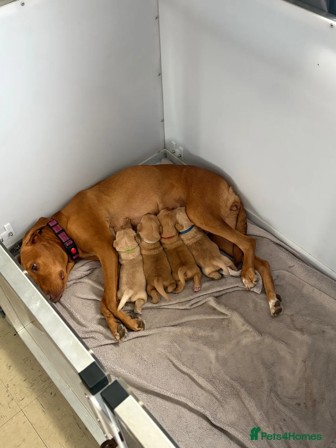 Labrador Retriever dogs for sale: 3 Adorable Labrador puppies all female  - Advert 1