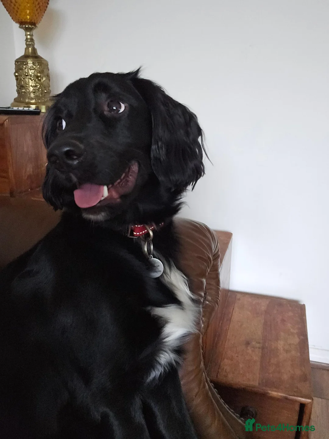 Cockapoo dogs for sale: 2 year old cockapoo needs new home - Advert 4