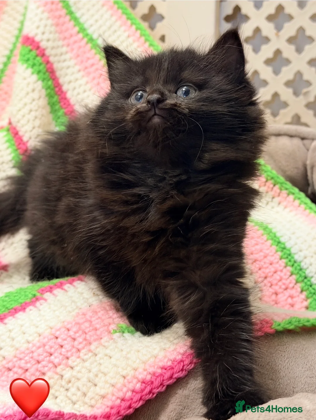 Mixed Breed cats for sale: 💖 MAINE COON X RAGDOLL *PARENTS HEALTH TESTED* 💖 - Advert 19