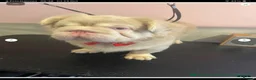 French Bulldog dogs for sale: KC fluffy pink boy for sale  - Advert 2