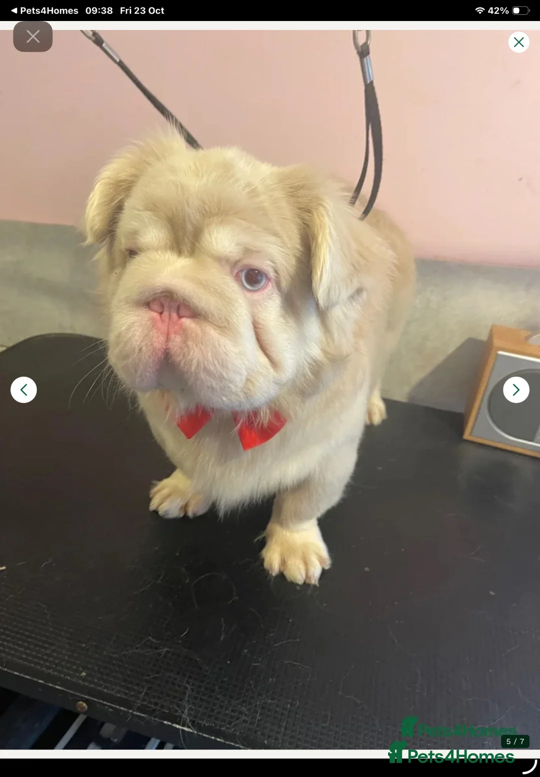 French Bulldog dogs for sale: KC fluffy pink boy for sale  - Advert 2