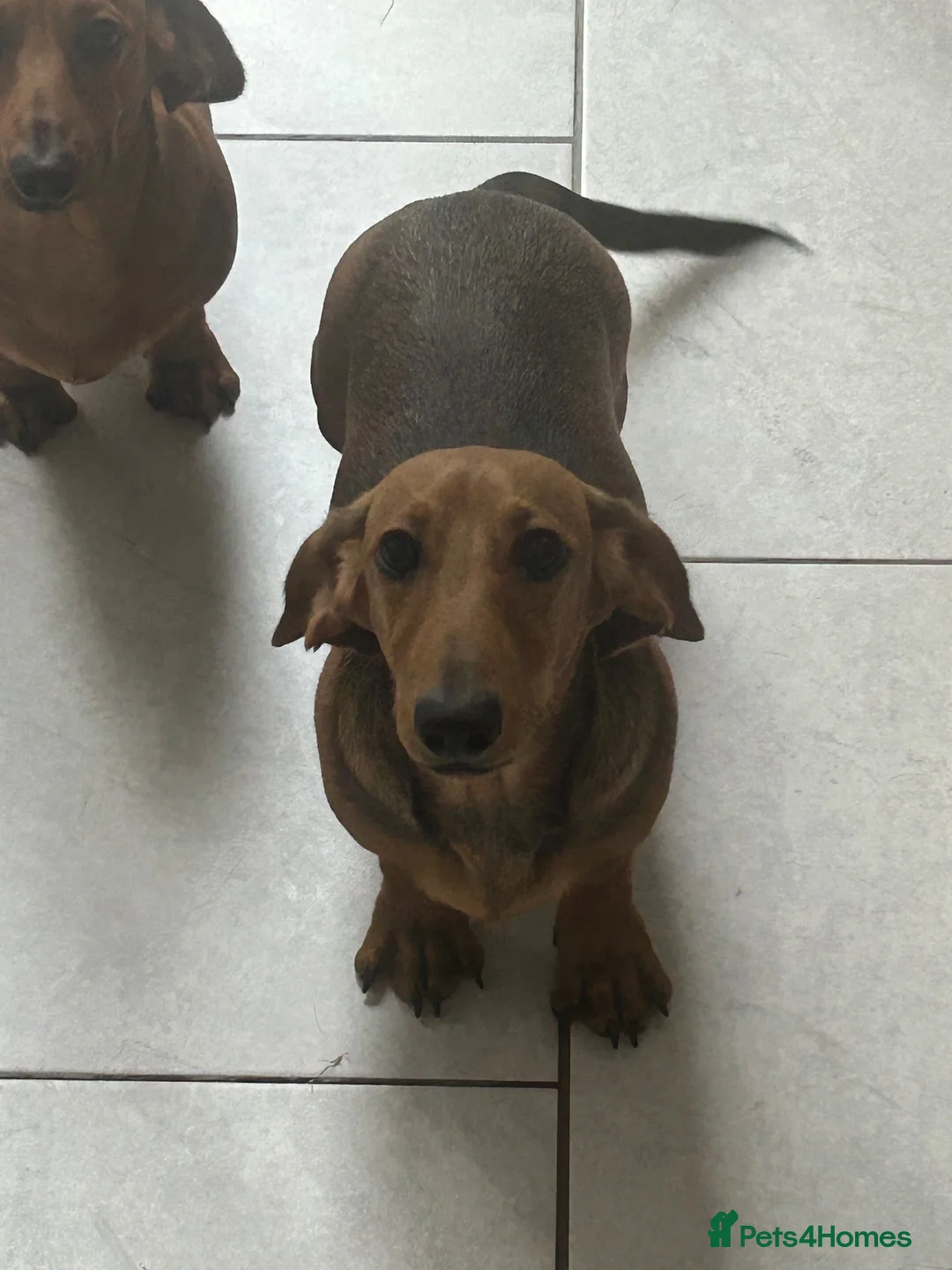 Miniature Dachshund dogs for sale: One boy available  - Advert 2