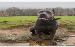 Cane Corso dogs for sale: 19 week male cane corso  - Image 5