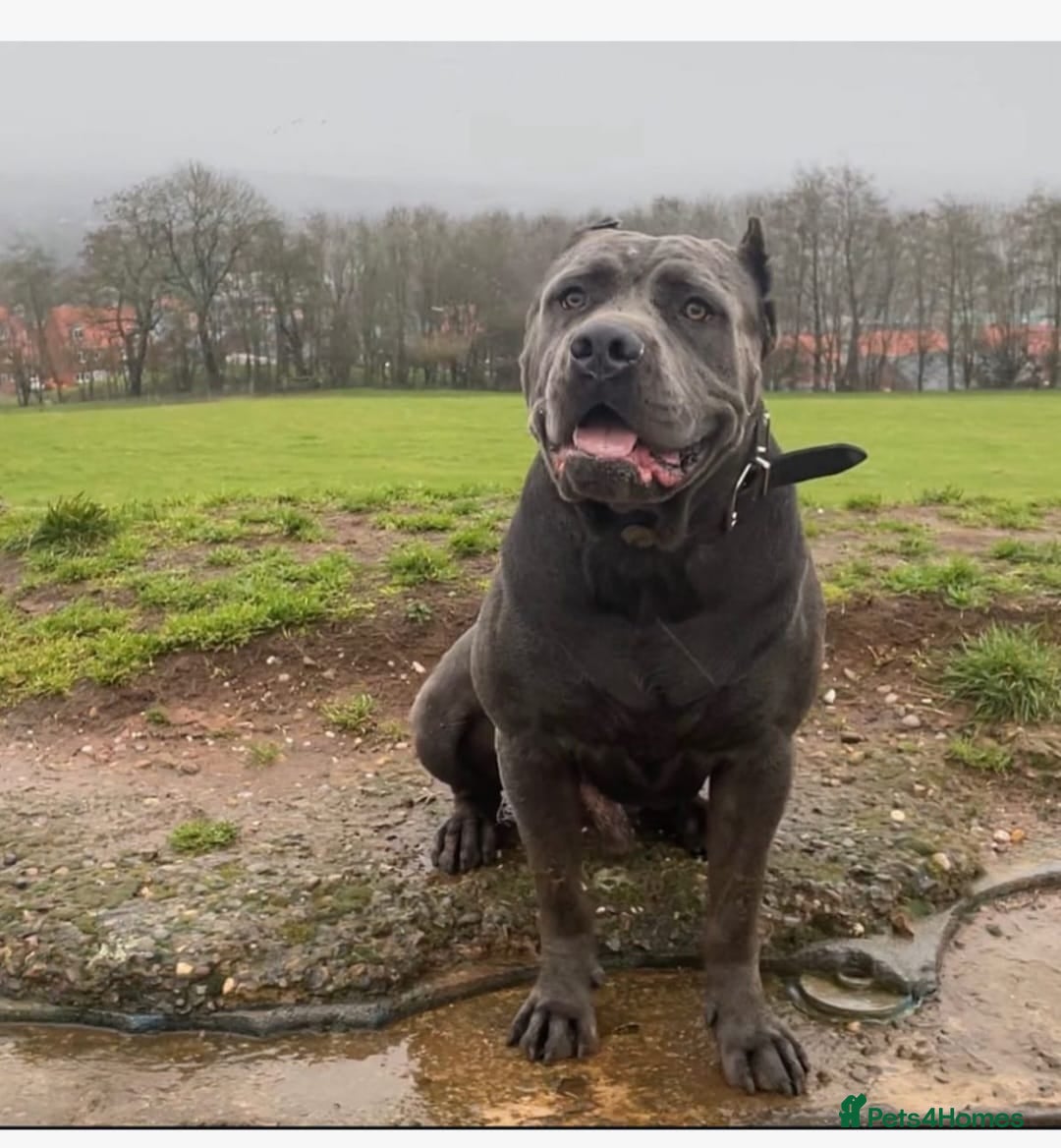 Cane Corso dogs for sale: 19 week male cane corso  - Image 5