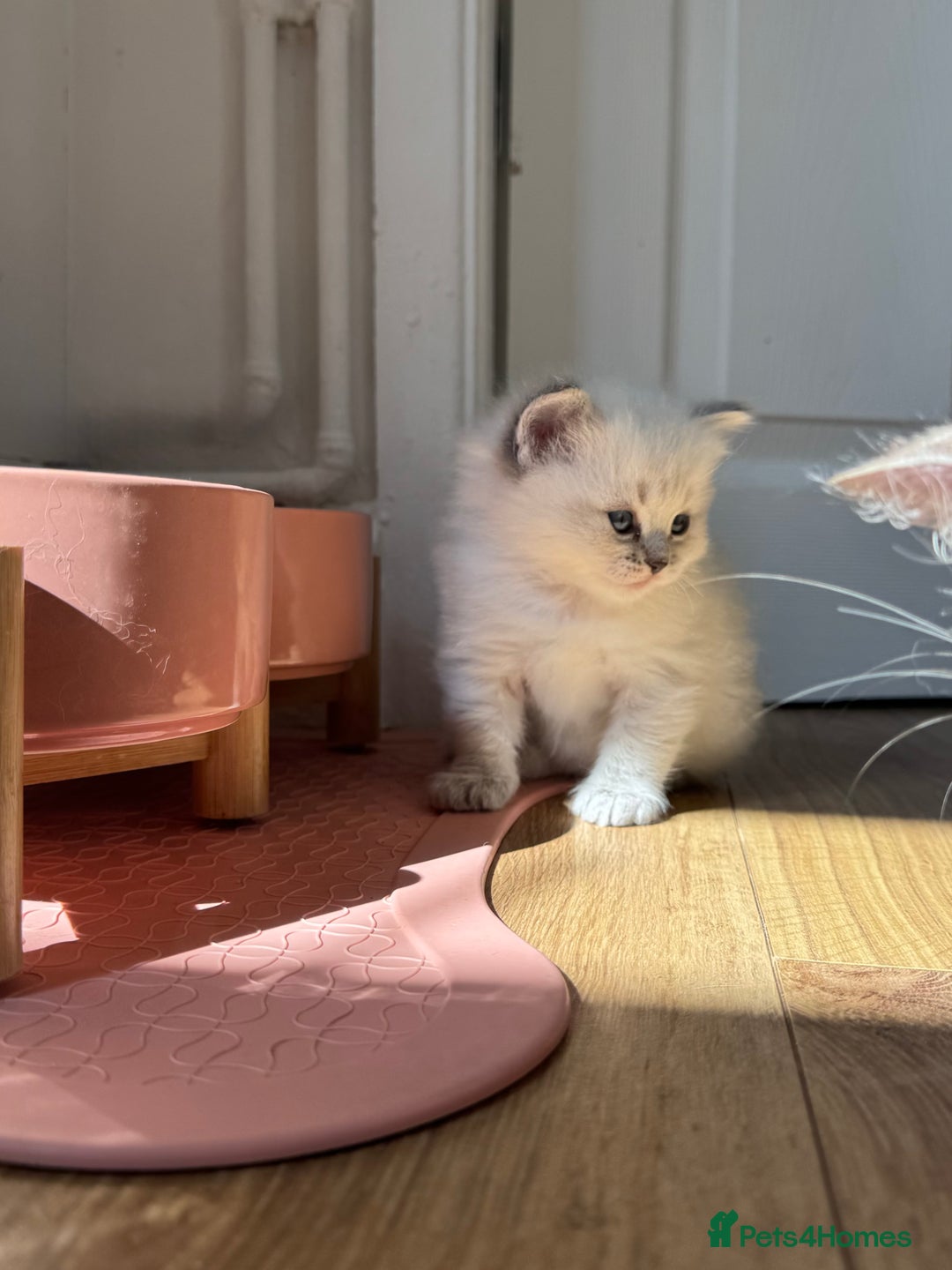 Ragdoll cats for sale: Champion blood dilute blue tabby ragdoll kitten - Image 7