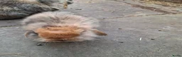 Mini Lion Lop rabbits for sale: Mini lion lop-oreo in Runcorn - Advert 5