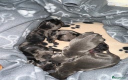 Dachshund dogs for sale: Dachshunds puppies  - Image 6