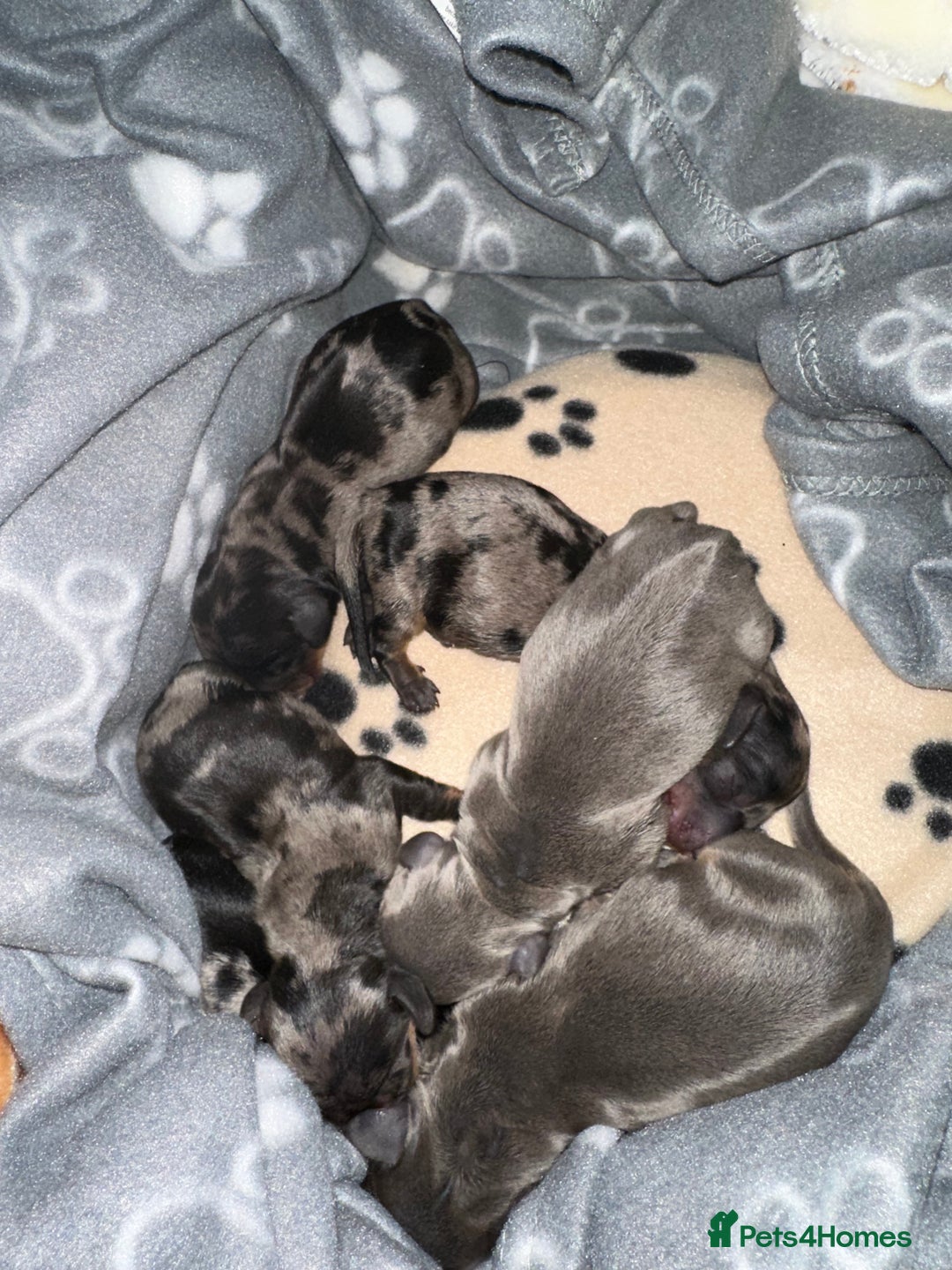 Dachshund dogs for sale: Dachshunds puppies  - Image 6