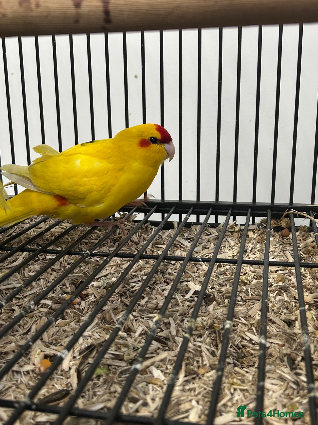 Parakeets birds for sale: Various Stunning Baby Kakarikis  - Advert 3