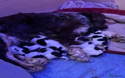 Cocker Spaniel dogs for sale: KC Registered Cocker Spaniels - Blue Roan - Image 7