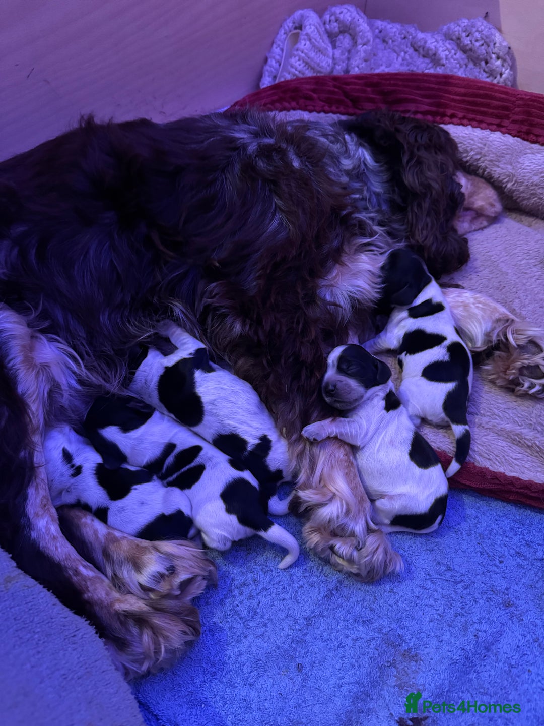Cocker Spaniel dogs for sale: KC Registered Cocker Spaniels - Blue Roan - Image 7