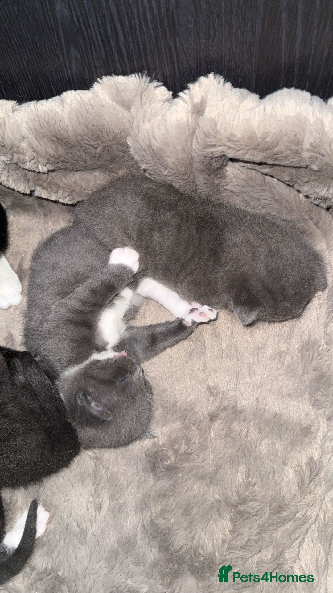 Mixed Breed cats for sale: Last grey kitten - Advert 7