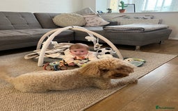 Cavapoo dogs for sale: Cavapoo male for rehoming in Sandy - Image 3