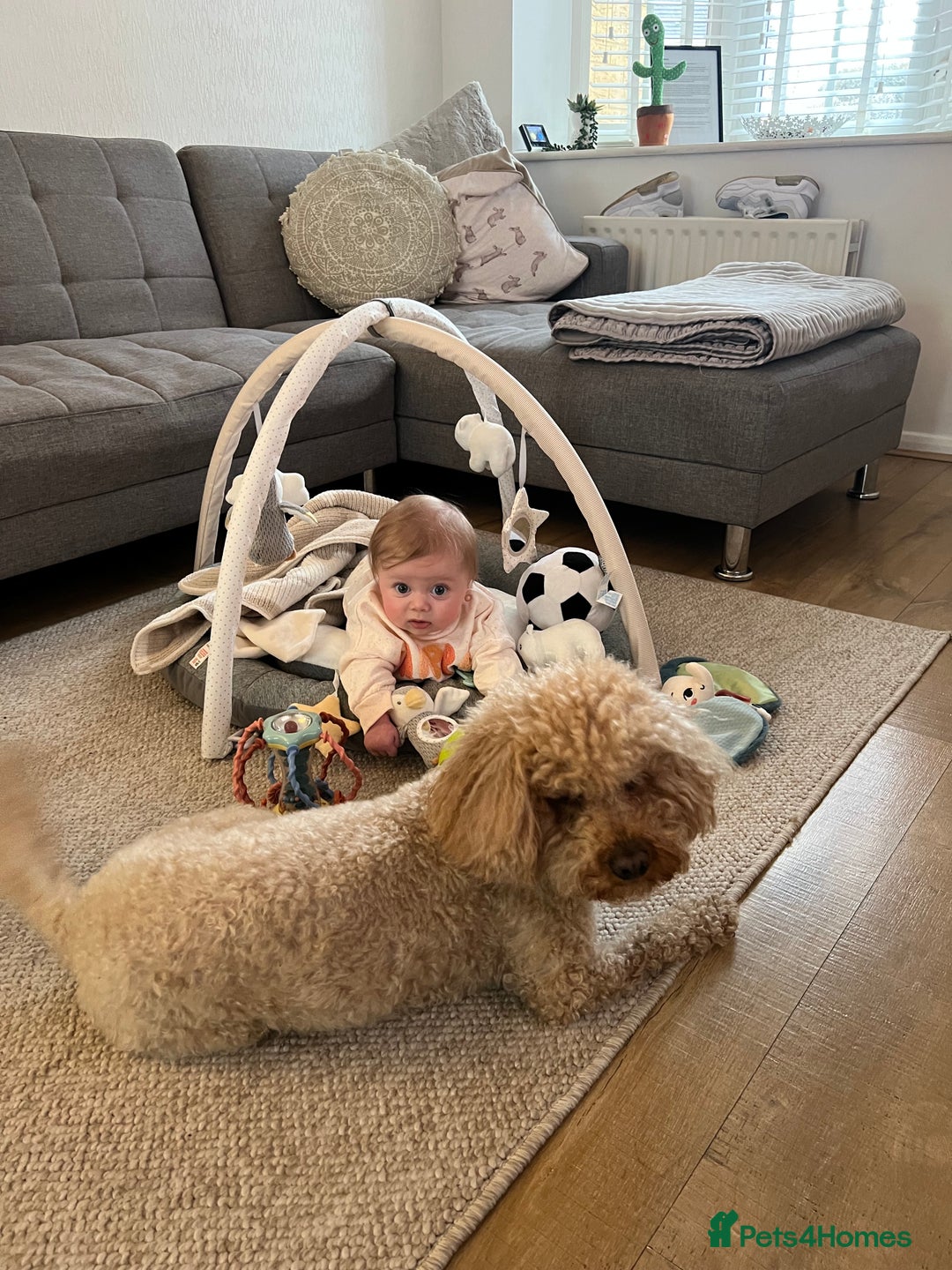 Cavapoo dogs for sale: Cavapoo male for rehoming in Sandy - Image 3