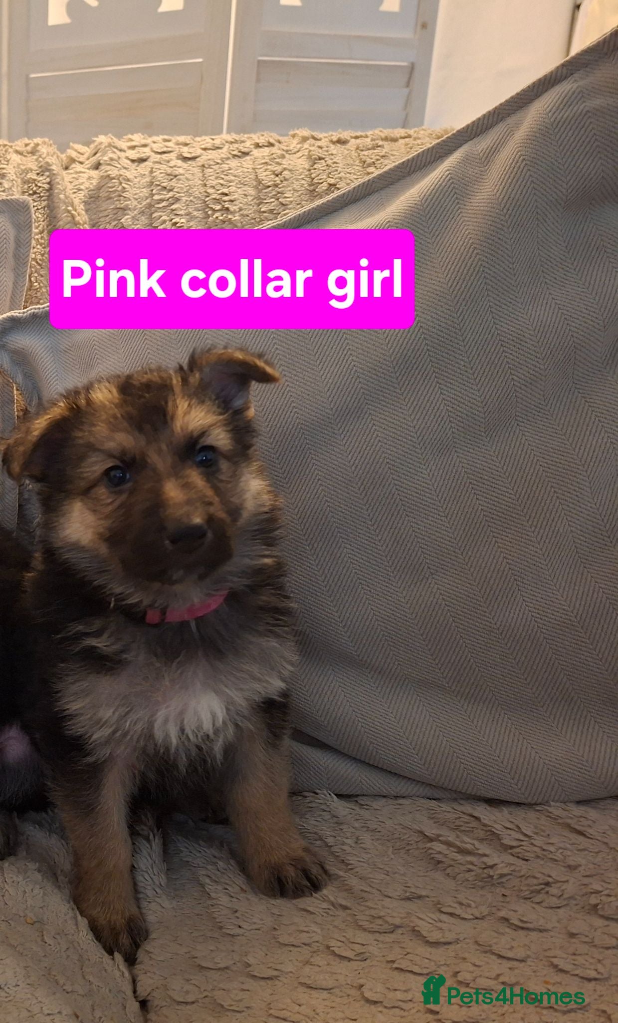 German Shepherd dogs **1 GIRL LEFT**...German shepherd pups - Advert 7