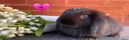 Mini Lop rabbits for sale: 🥕🐰Beautiful mini lops🐰🥕 - Advert 8