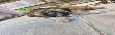 Shih Tzu 2
