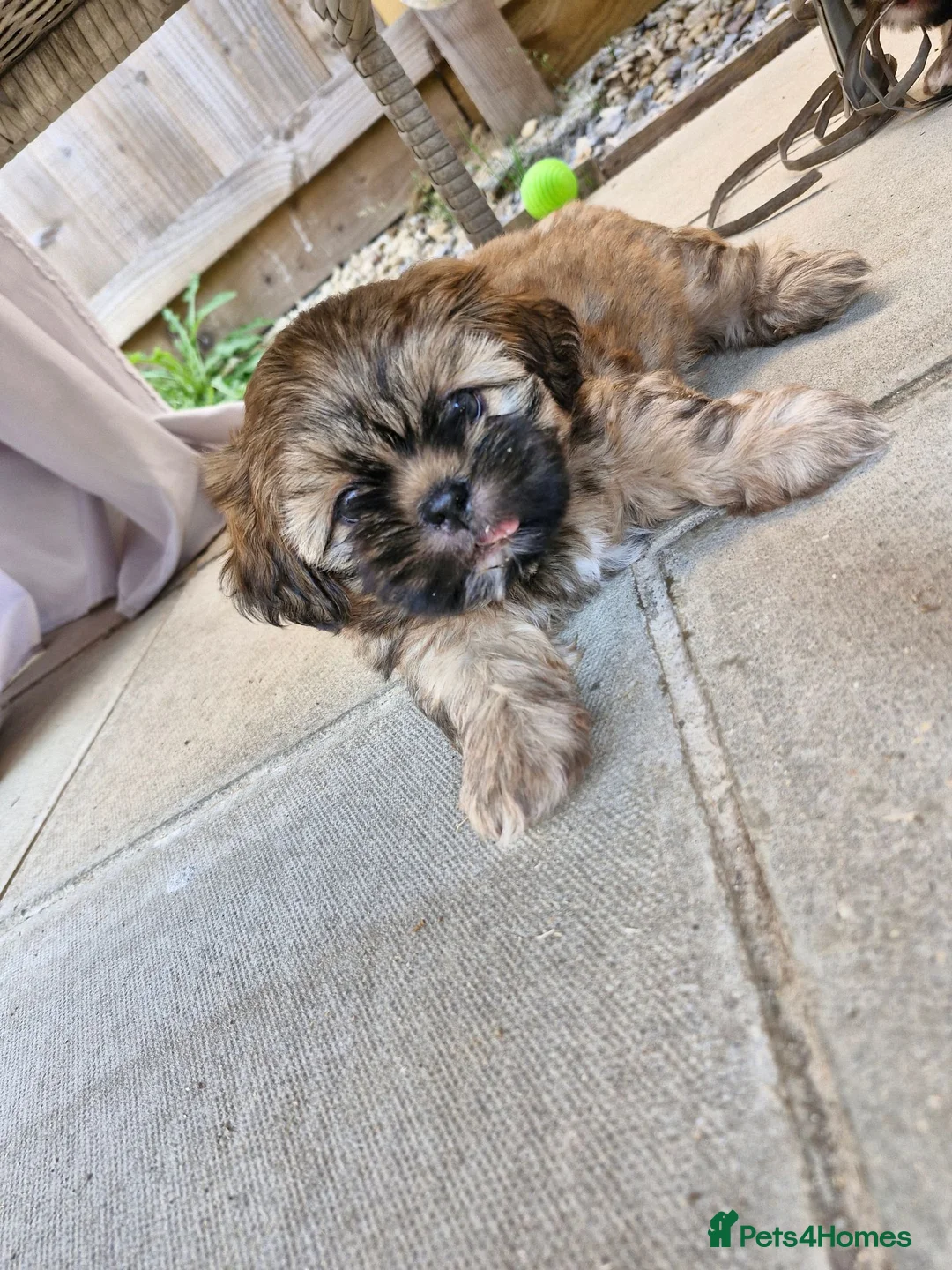 Shih Tzu dogs for sale: Shih-tzu puppy's for sale  - Advert 2