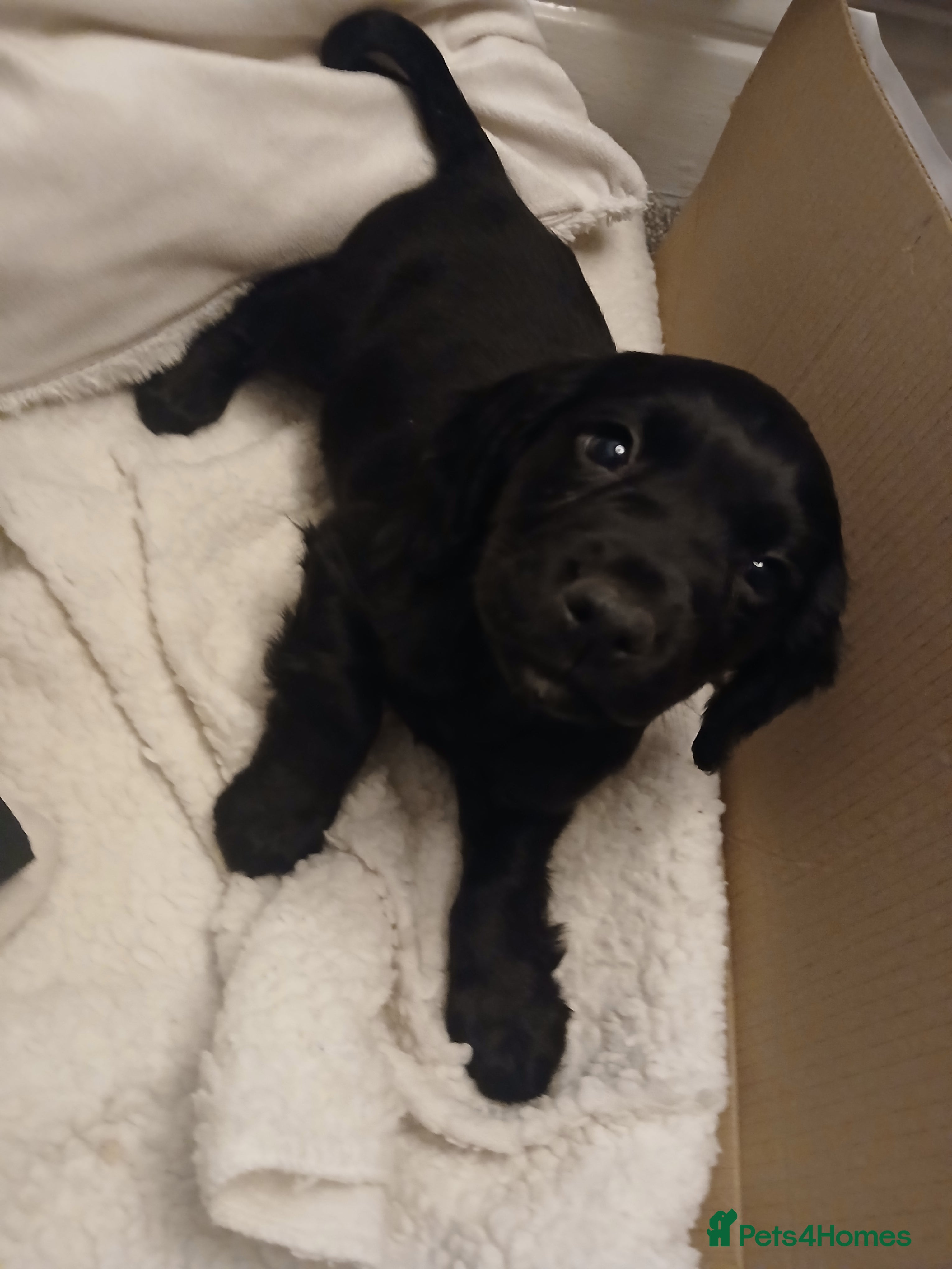 Cocker Spaniel dogs Ready now 10 weeks cocker puppies  - Advert 5