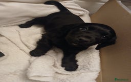 Cocker Spaniel dogs for sale: Ready now 8 weeks cicker puppies  - Advert 2