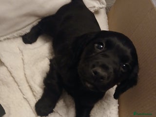 Cocker Spaniel dogs Ready now 10 weeks cocker puppies - Advert 11