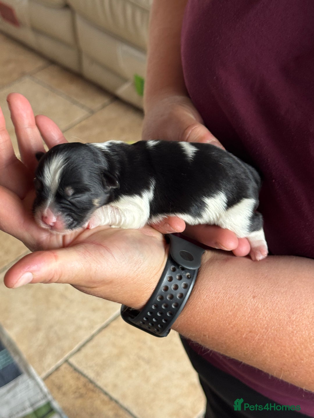Havanese dogs for sale: Havanese Puppies - Top Quality - Image 5